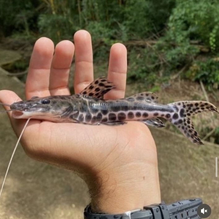 Cachara jovem com manchas — espécie nativa